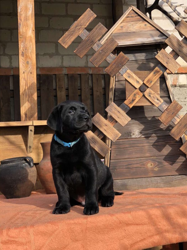 Skay Labrador Retriever Skay Labrador Retriever