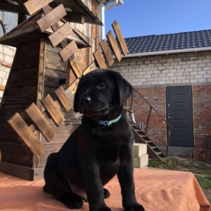 Skay Labrador Retriever