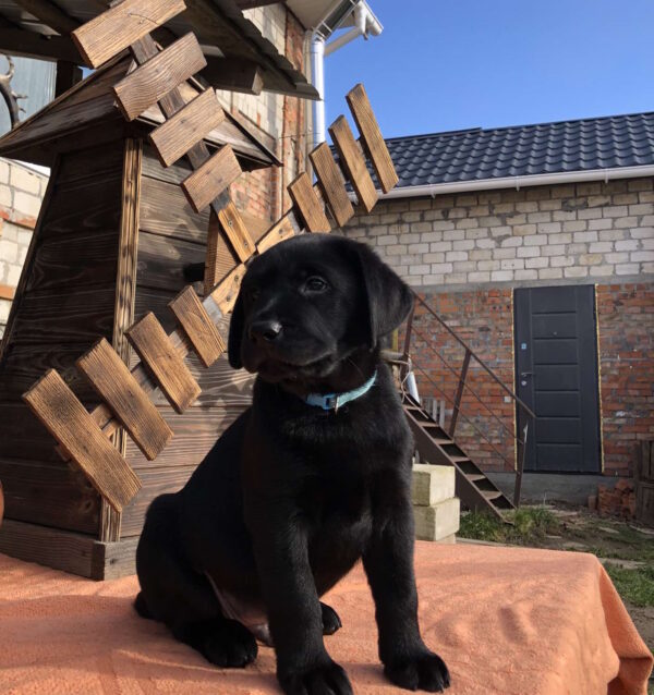 Skay Labrador Retriever Skay Labrador Retriever