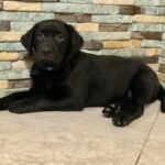 Skay-male-labrador-retriver-puppy-for-sale-1 (3)
