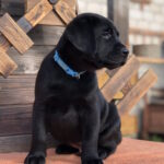 Skay-male-labrador-retriver-puppy-for-sale-1 (4)