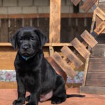 Skay-male-labrador-retriver-puppy-for-sale-1 (5)