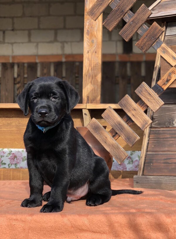 Skay Labrador Retriever Skay Labrador Retriever