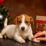 Sindi Jack Russell Terrier