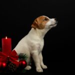 Sonic-female-Jack-Russell-Terrier-puppy-for-sale-1 (5)