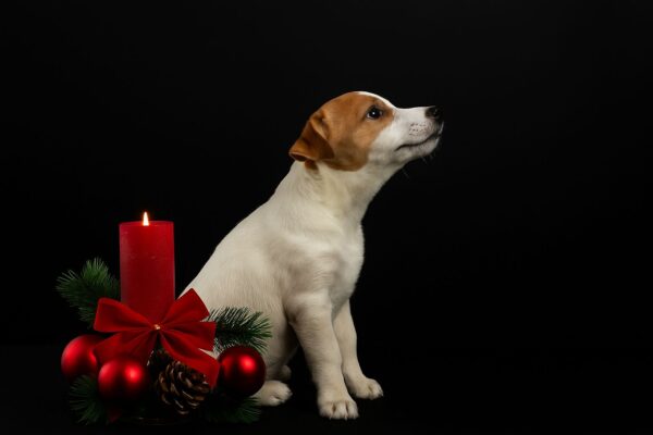 Sonic Jack Russell Terrier Sonic Jack Russell Terrier