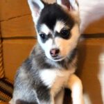 Stella-female-Klee-Kai-puppy-for-sale-2
