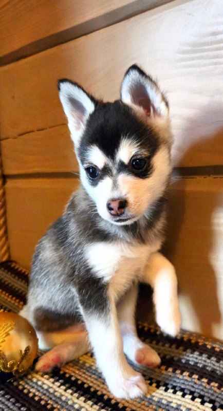 Stella Klee Kai Stella Klee Kai