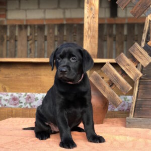 Stella Labrador Retriever