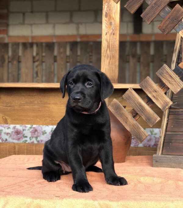 Stella Labrador Retriever Stella Labrador Retriever