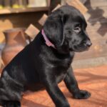 Stella-female-labrador-retriver-puppy-for-sale-1 (2)