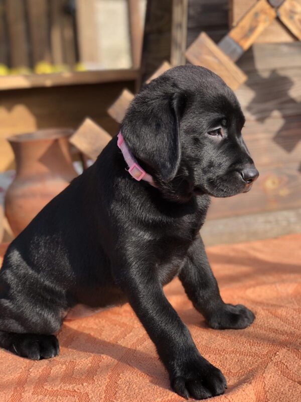 Stella Labrador Retriever Stella Labrador Retriever