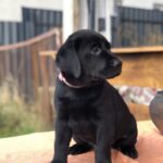 Stella-female-labrador-retriver-puppy-for-sale-1 (3)