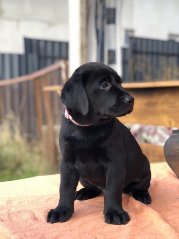 Stella Labrador Retriever Stella Labrador Retriever