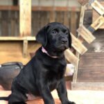 Stella-female-labrador-retriver-puppy-for-sale-1 (4)
