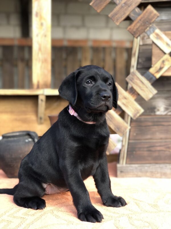 Stella Labrador Retriever Stella Labrador Retriever