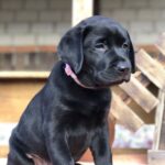Stella-female-labrador-retriver-puppy-for-sale-1 (5)