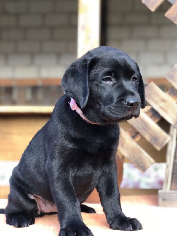 Stella Labrador Retriever Stella Labrador Retriever