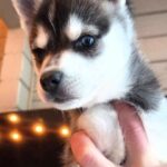 Steve-male-Klee-Kai-puppy-for-sale-1