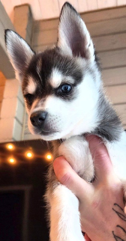 Steve Klee Kai Steve Klee Kai