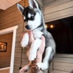 Steve-male-Klee-Kai-puppy-for-sale-2