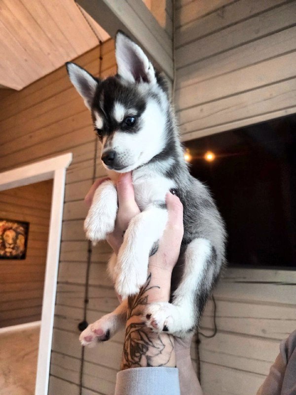 Steve Klee Kai Steve Klee Kai