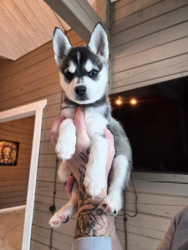 Steve Klee Kai Steve Klee Kai