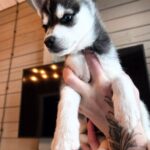 Steve-male-Klee-Kai-puppy-for-sale-4