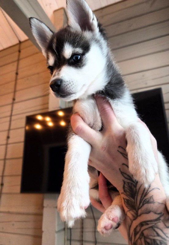 Steve Klee Kai Steve Klee Kai