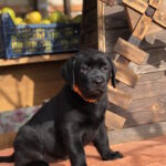 Sam Labrador Retriever