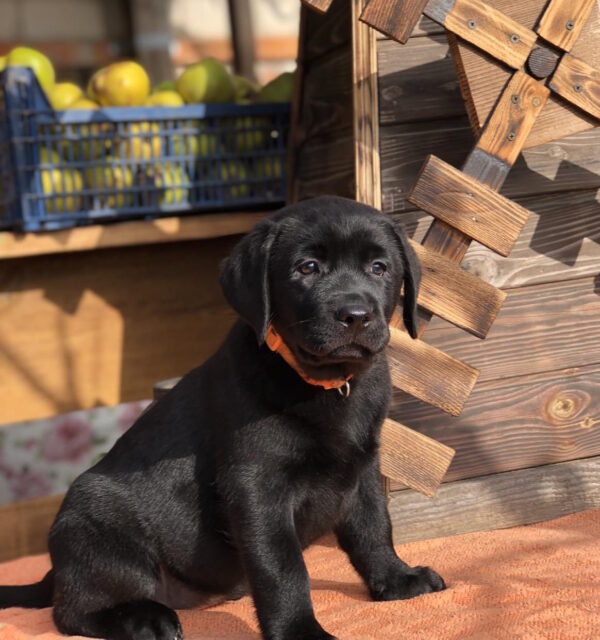 S’yuzen Labrador Retriever
