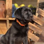S’yuzen-female-labrador-retriver-puppy-for-sale-1 (2)