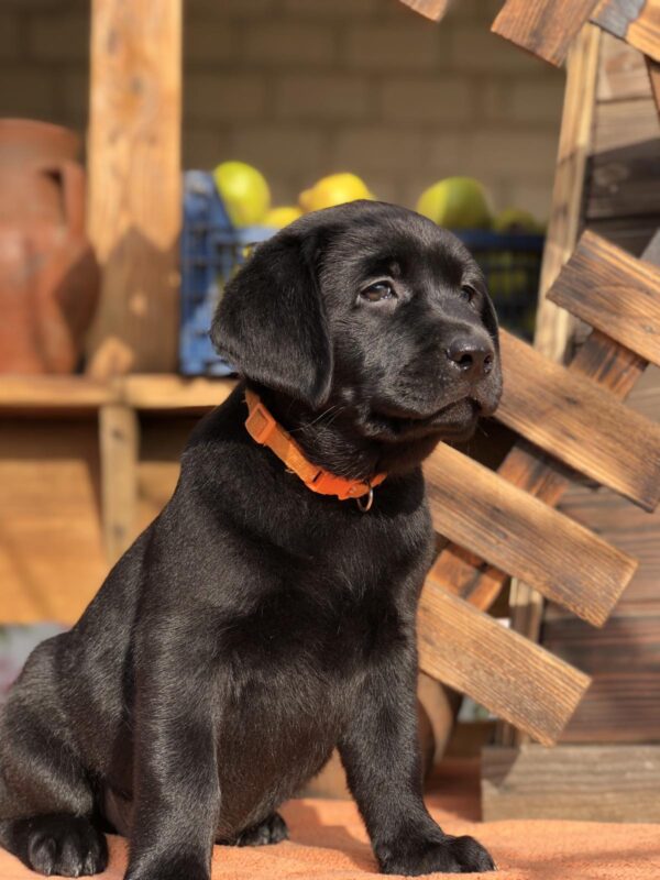 S’yuzen Labrador Retriever