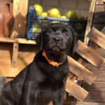 S’yuzen-female-labrador-retriver-puppy-for-sale-1 (3)