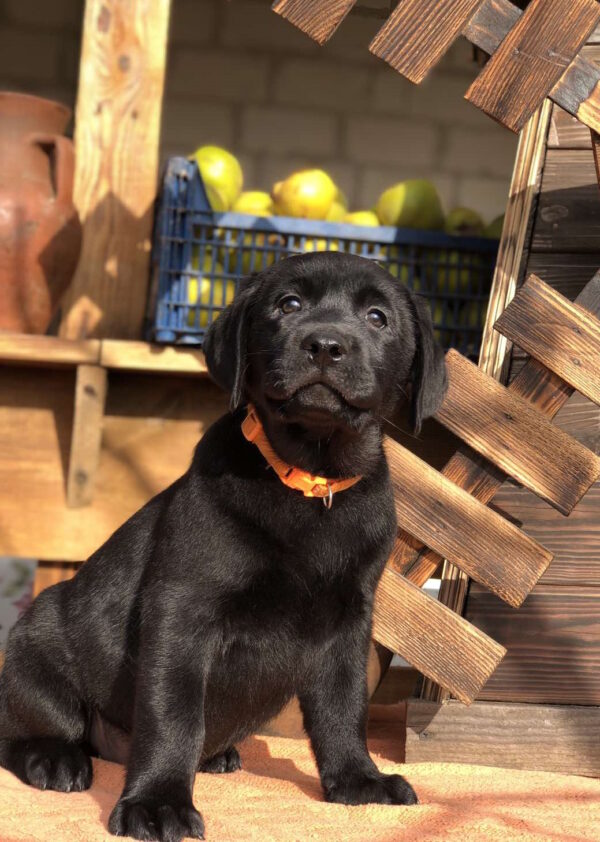 S’yuzen Labrador Retriever