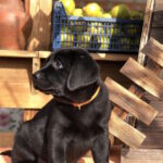 S’yuzen-female-labrador-retriver-puppy-for-sale-1 (4)