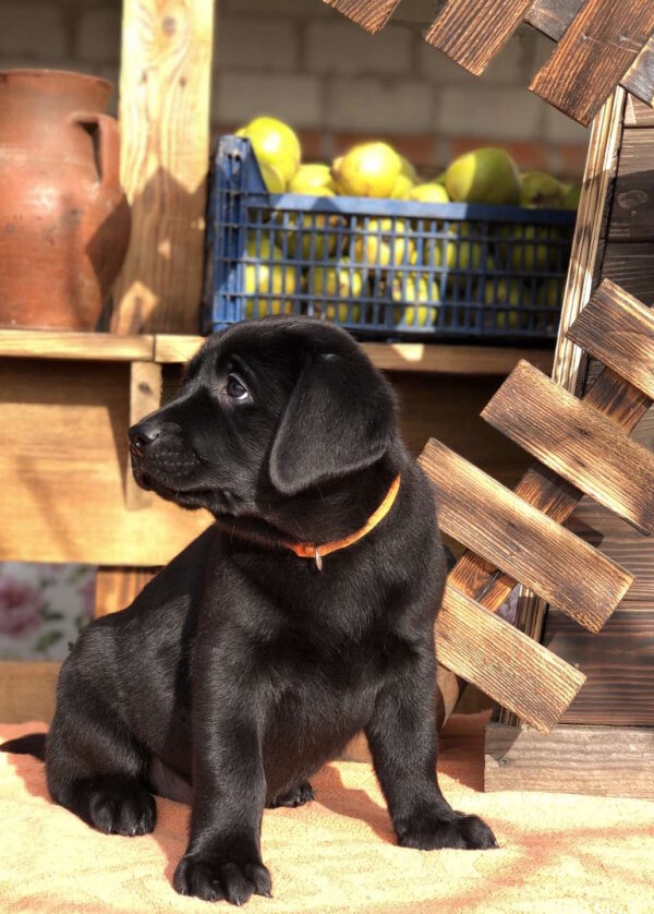 S’yuzen Labrador Retriever