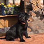 S’yuzen-female-labrador-retriver-puppy-for-sale-1 (5)