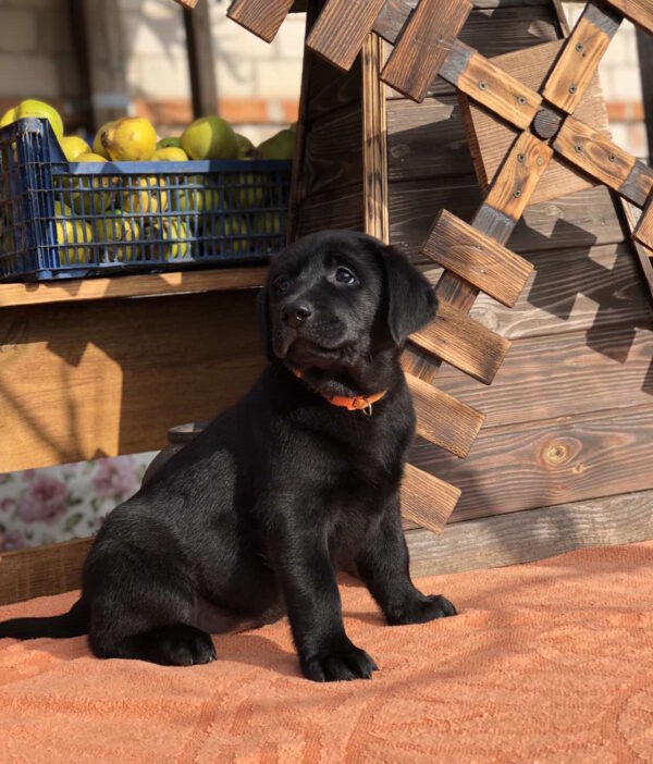 S’yuzen Labrador Retriever