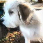 TILIGUL-male-Odis-puppy-for-sale-1