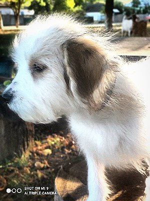 Tiligul Odis Tiligul Odis