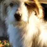 TILIGUL-male-Odis-puppy-for-sale-2