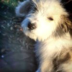 TILIGUL-male-Odis-puppy-for-sale-3