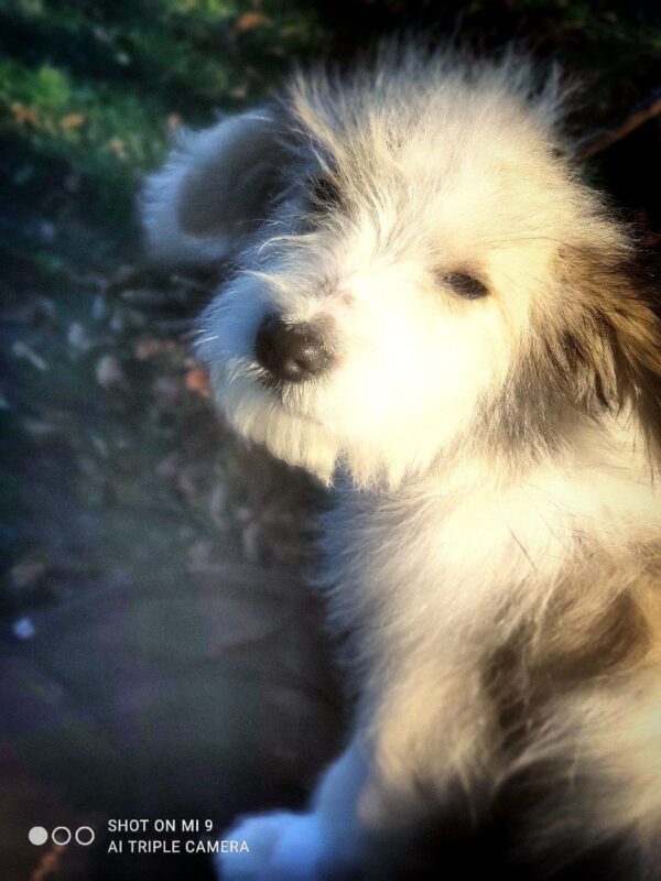 Tiligul Odis Tiligul Odis