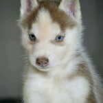 Tajar-male-Siberian-Husky-puppy-for-sale-1