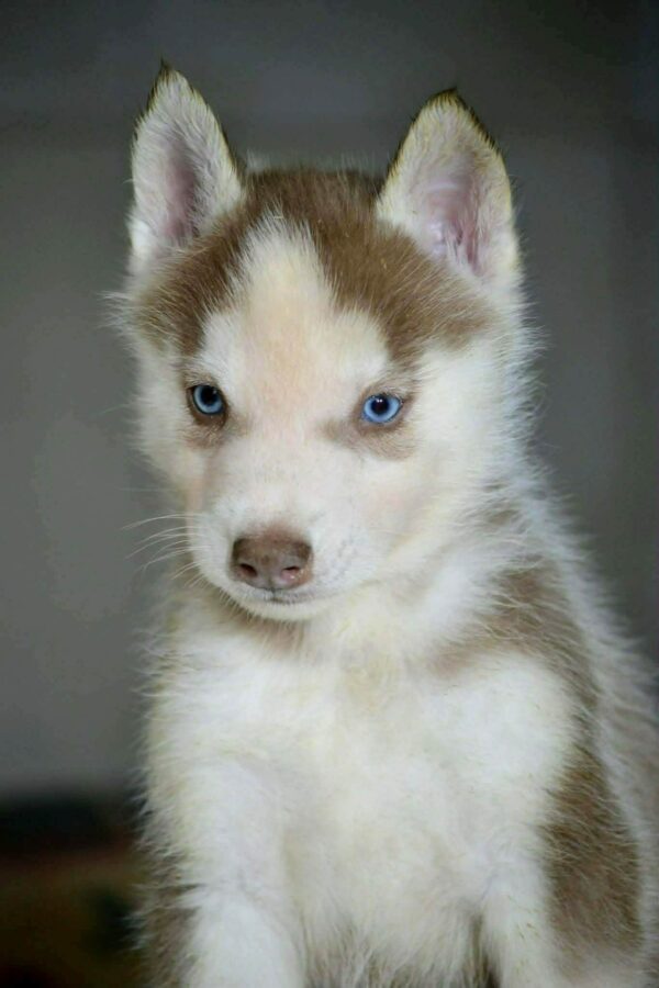 Tajar Siberian Husky Tajar Siberian Husky