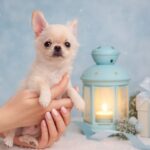 Takeshi-male-Chihuahua-puppy-for-sale-1 (2)