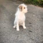 Talma-female-Odis-puppy-for-sale-1