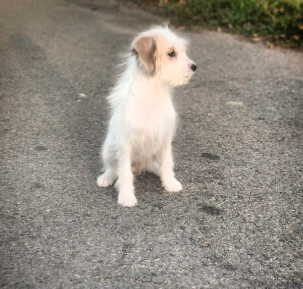 Talma Odis Talma Odis