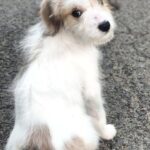 Talma-female-Odis-puppy-for-sale-2